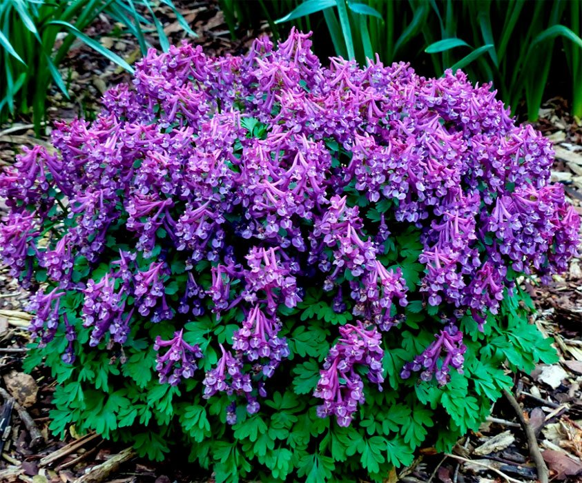 Превью изображения