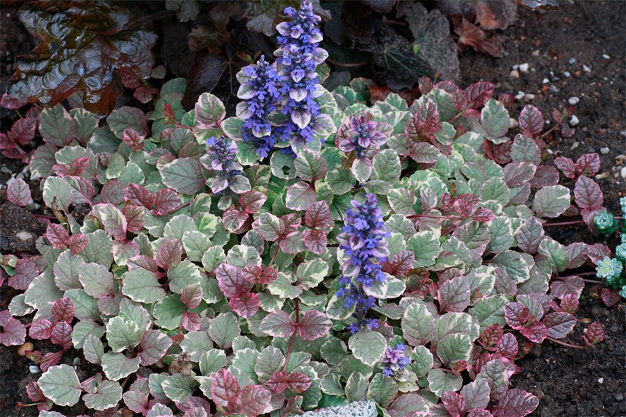 Превью изображения