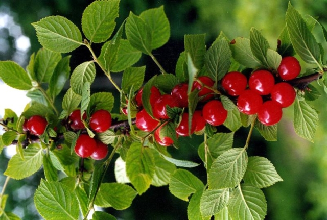 Превью изображения