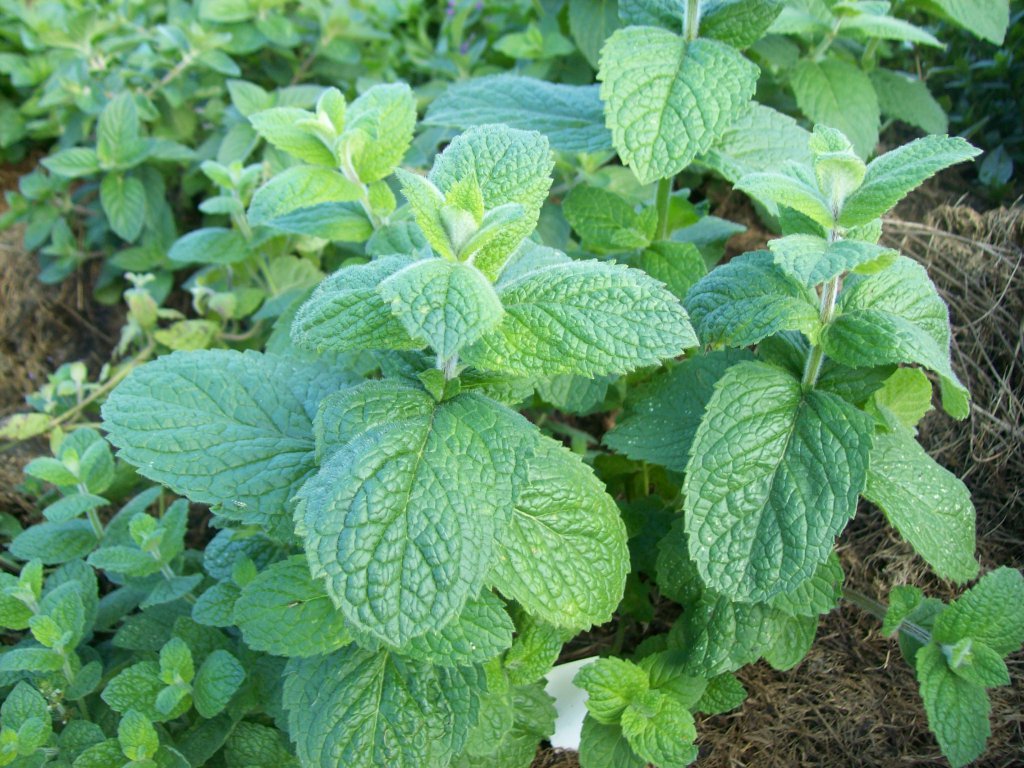 Превью изображения