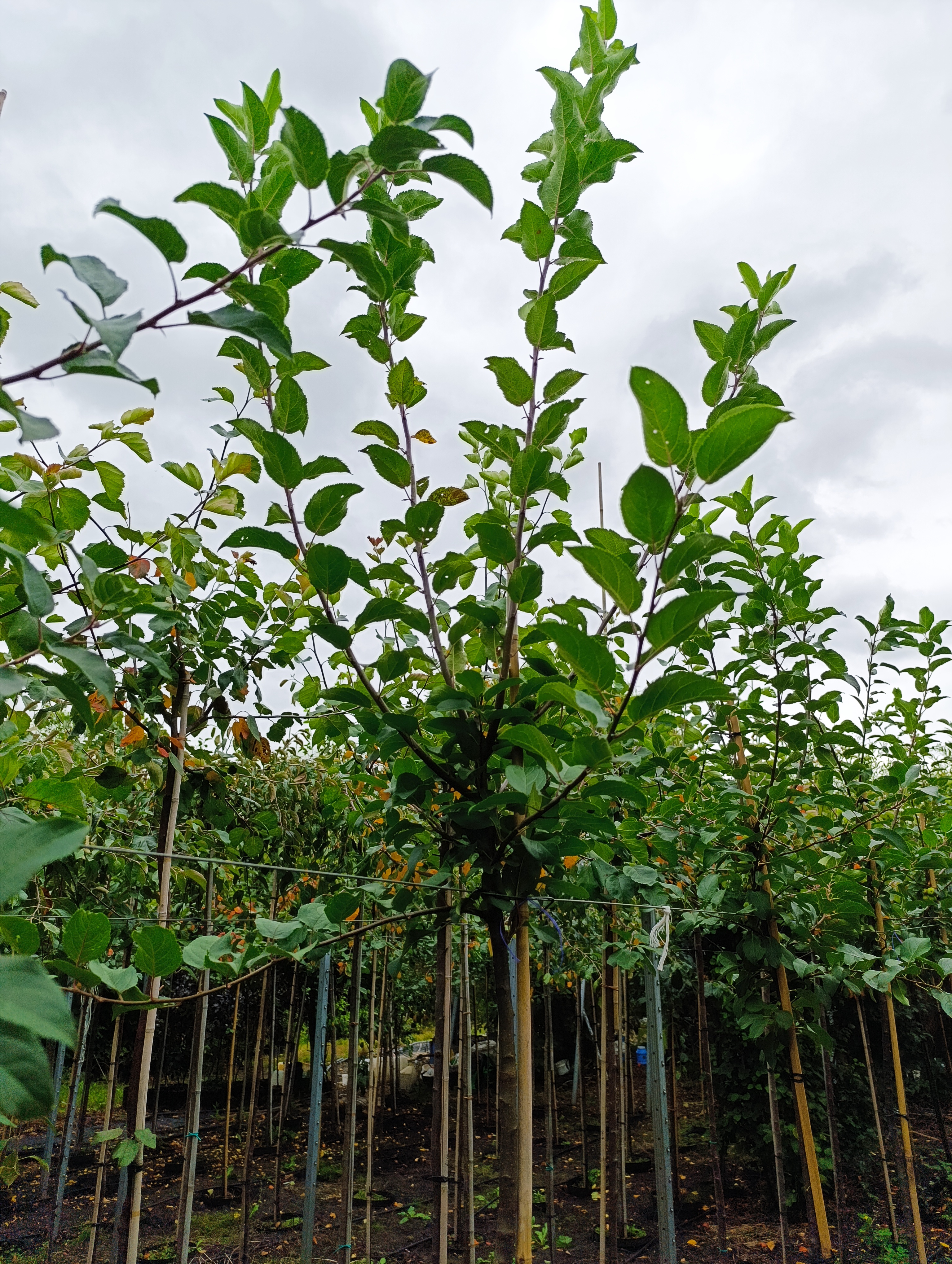 Превью изображения