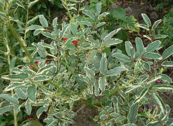 Превью изображения