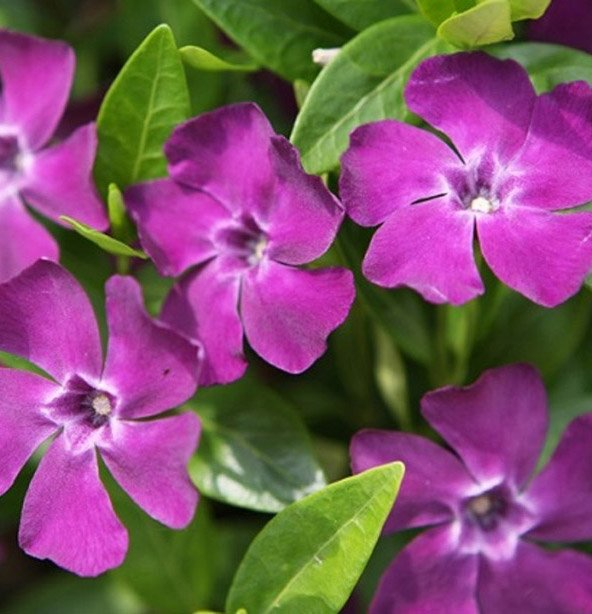 Превью изображения