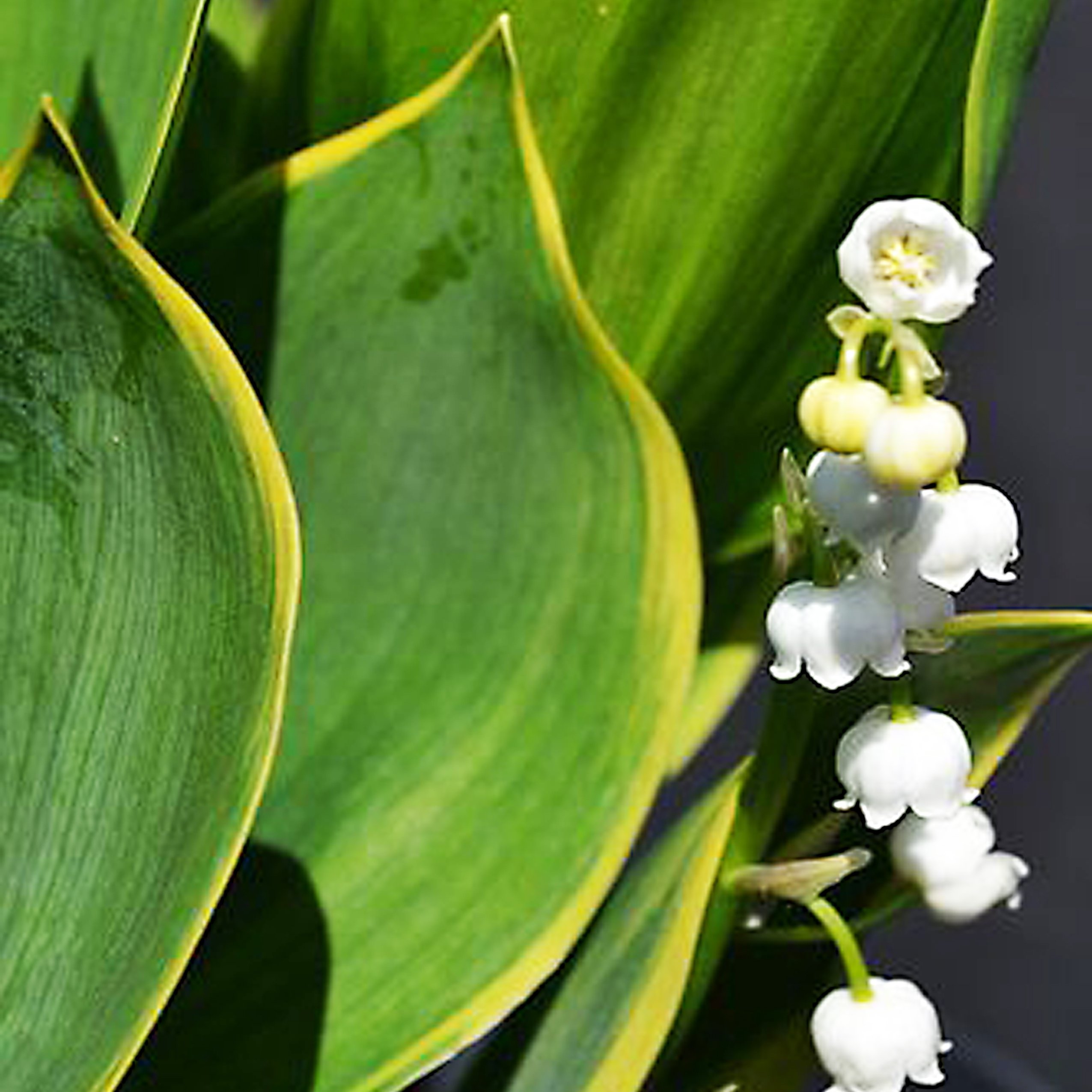 Превью изображения