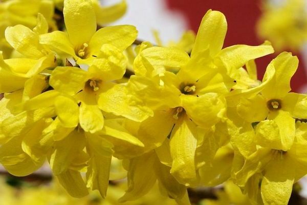 Превью изображения