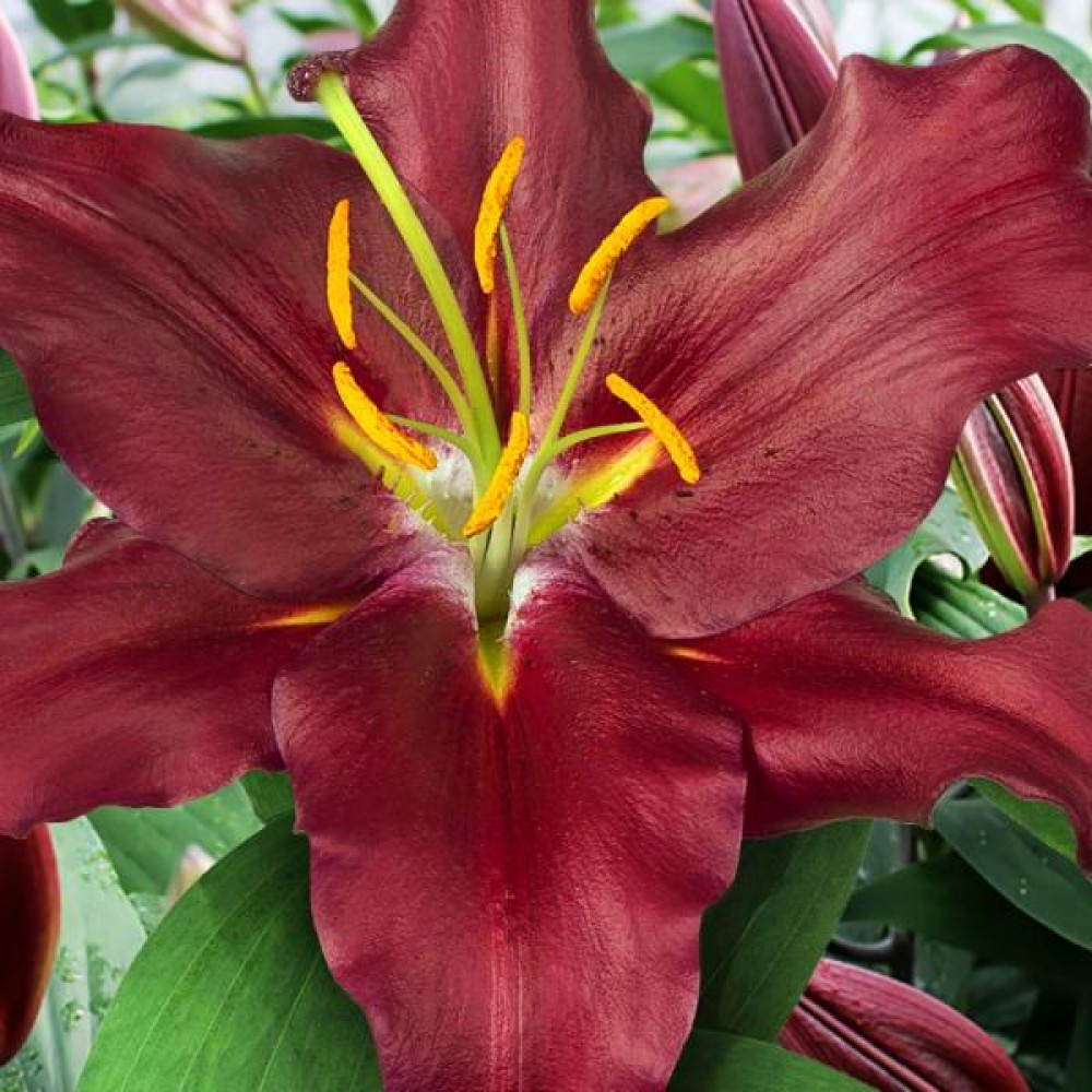 Превью изображения