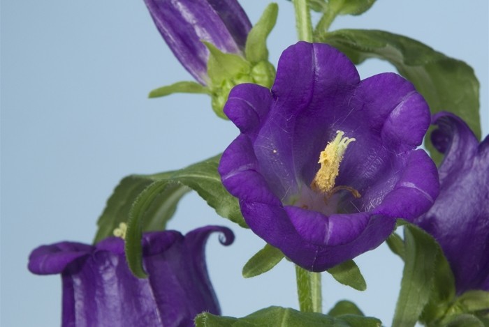 Превью изображения