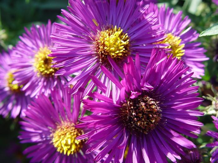 Превью изображения