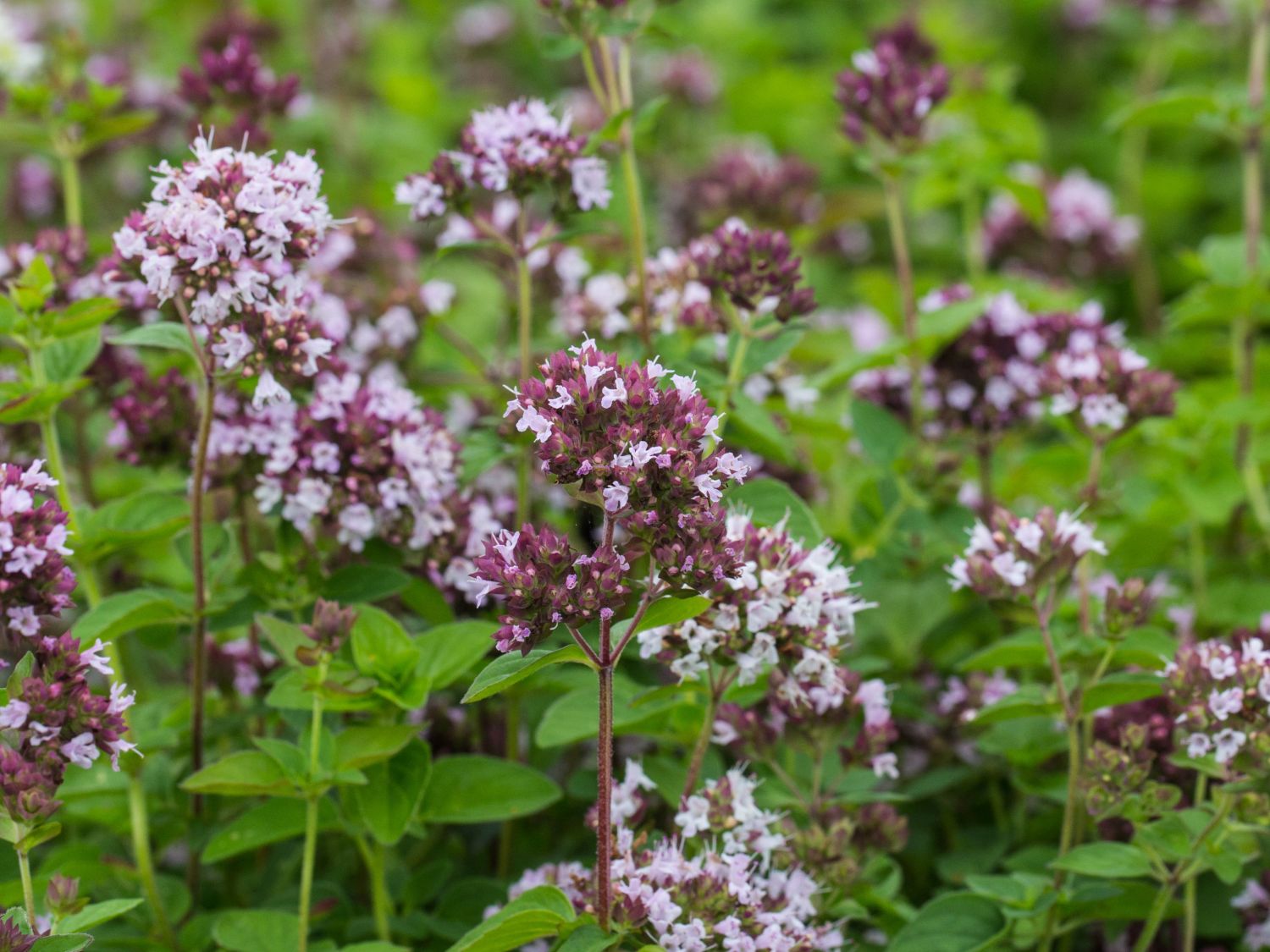 Превью изображения