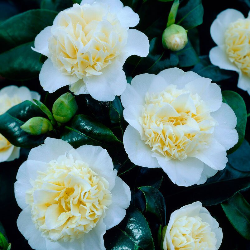 Превью изображения