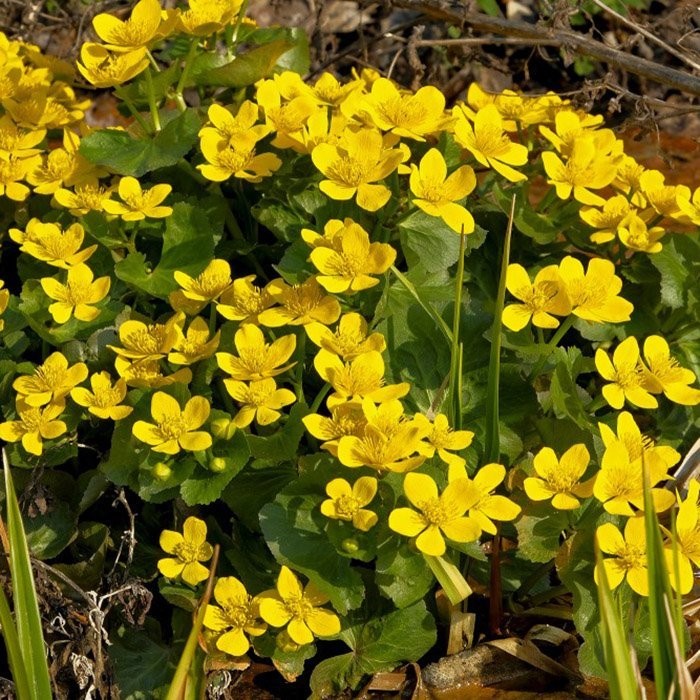 Превью изображения