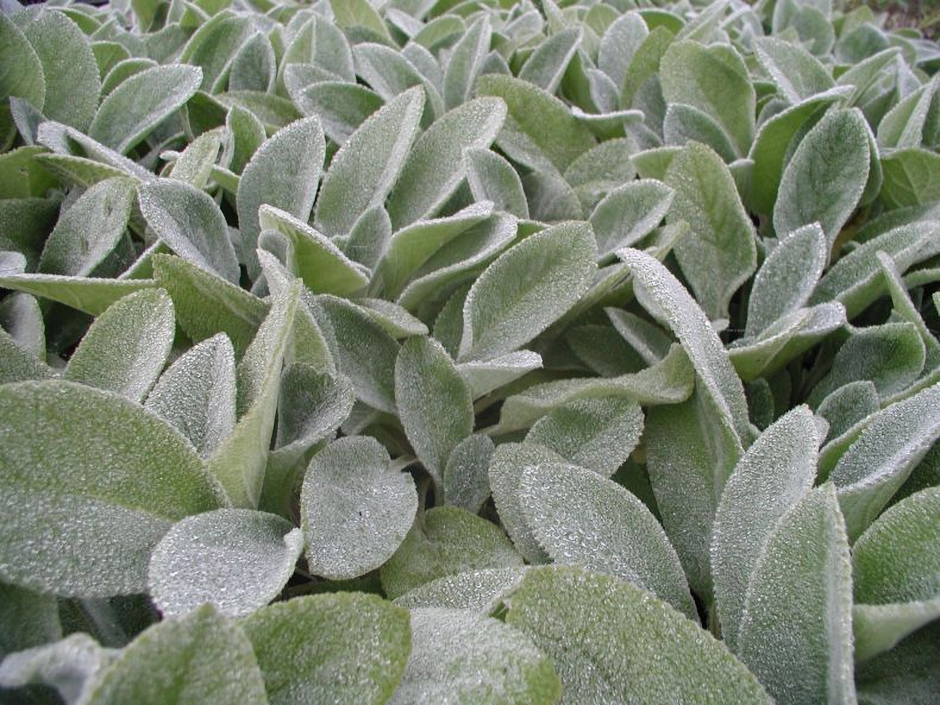 Превью изображения