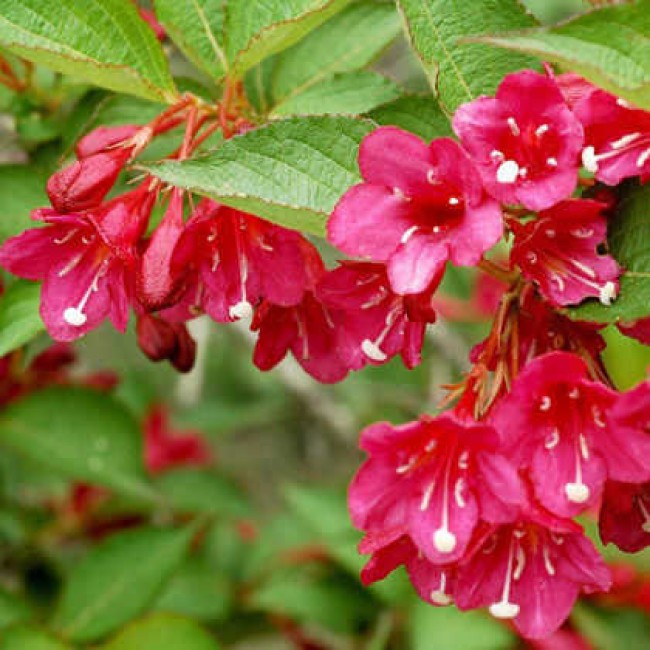 Превью изображения