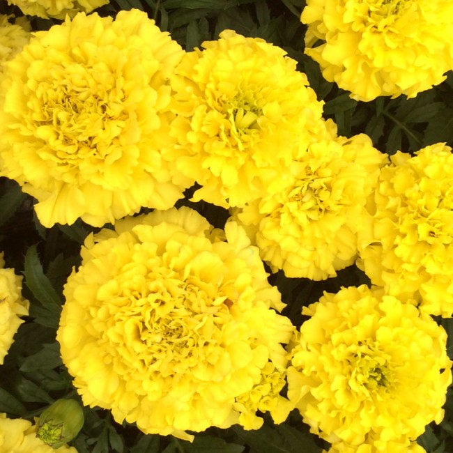 Превью изображения