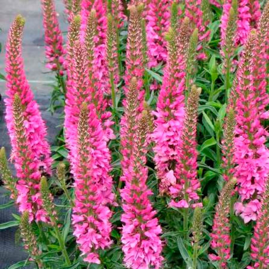 Превью изображения