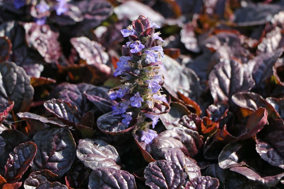 Превью изображения