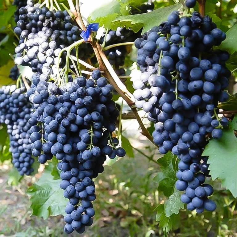 Превью изображения