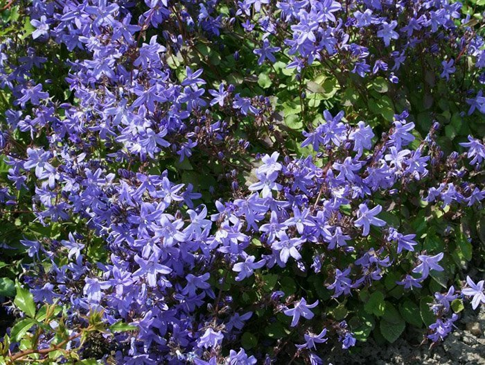 Превью изображения