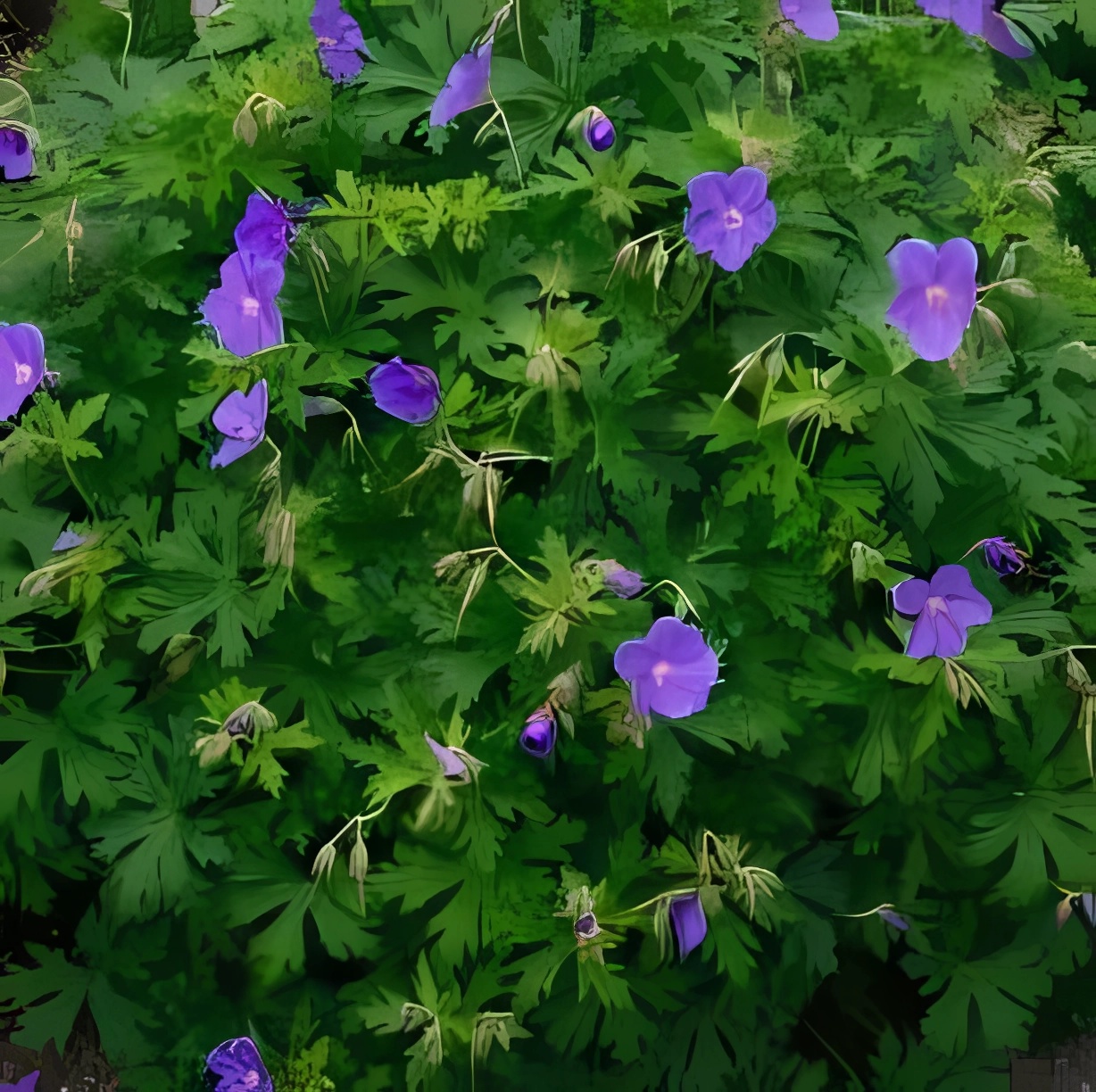 Превью изображения