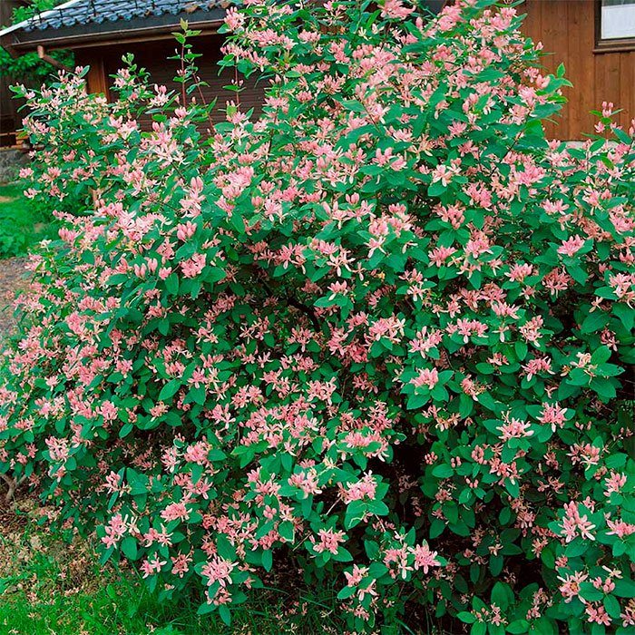 Превью изображения