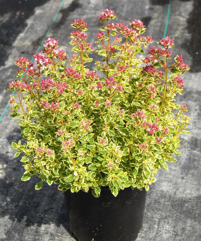 Превью изображения