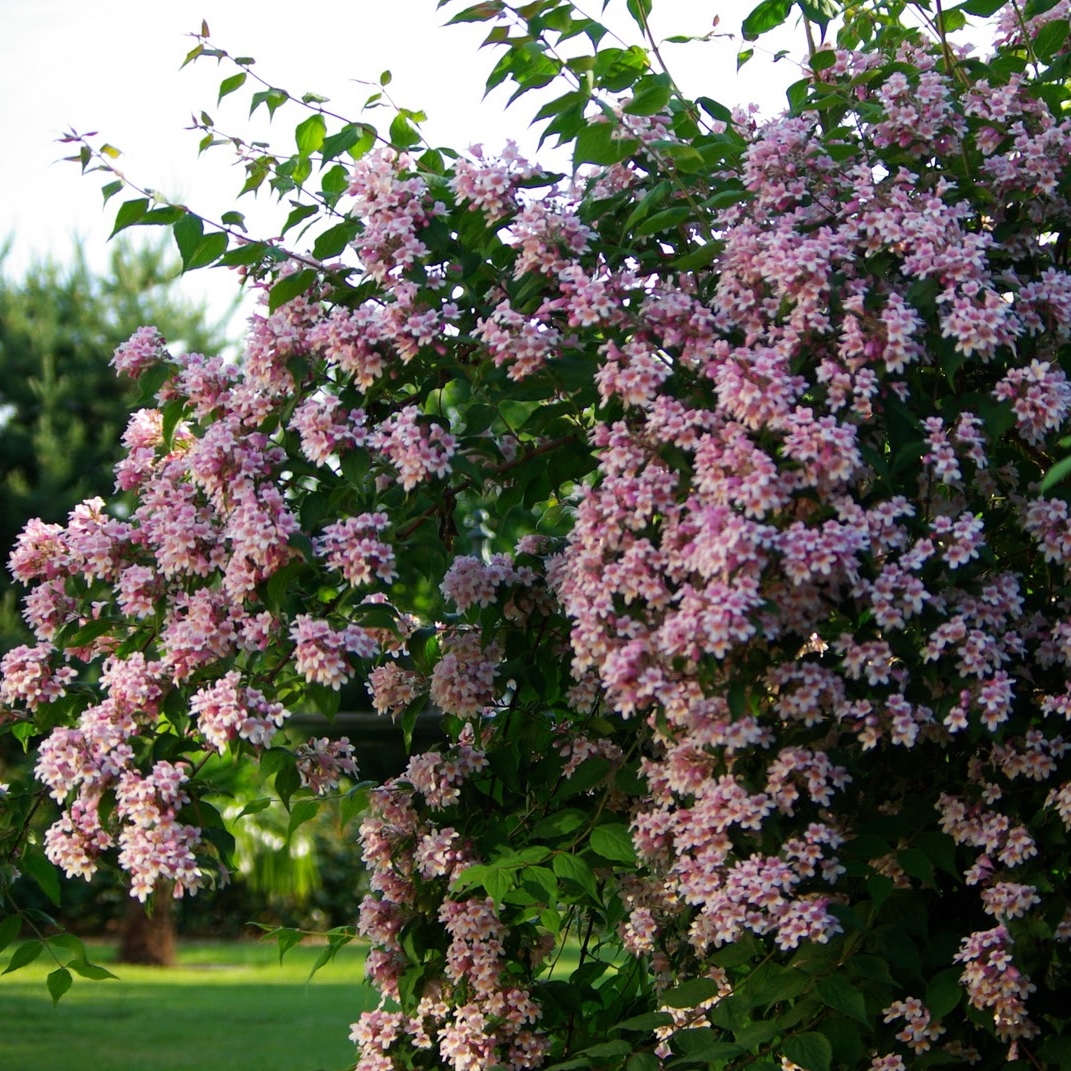 Превью изображения