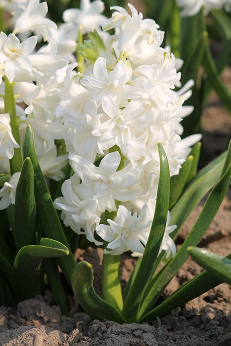 Превью изображения