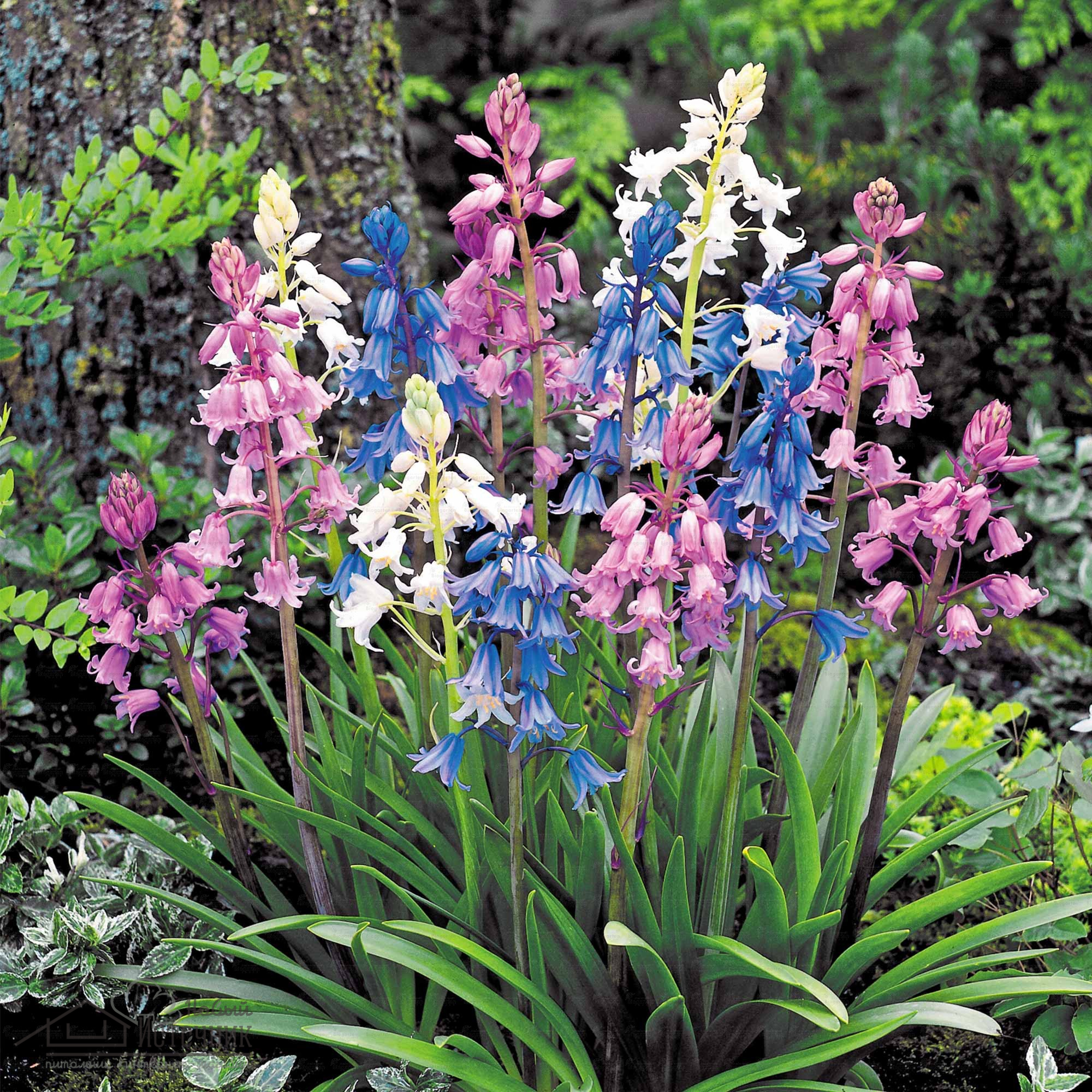 Превью изображения