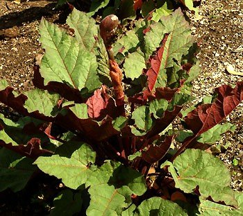 Превью изображения