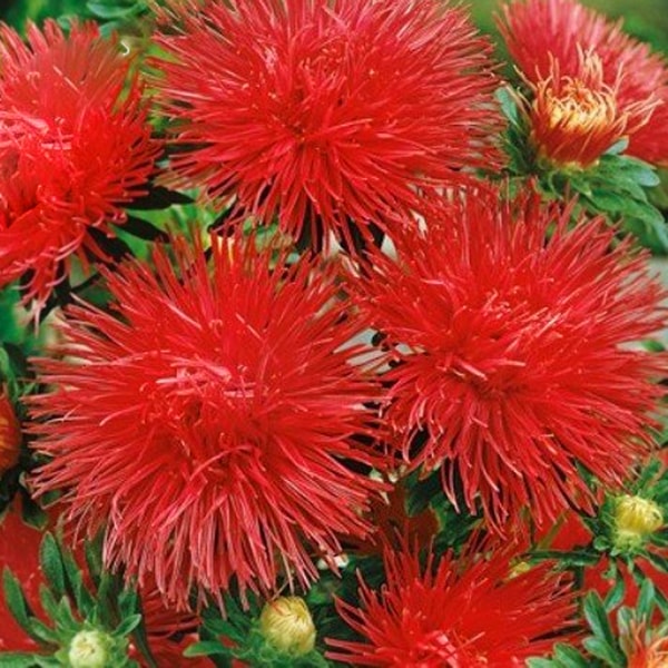 Превью изображения