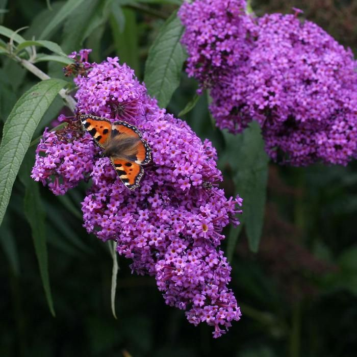 Превью изображения