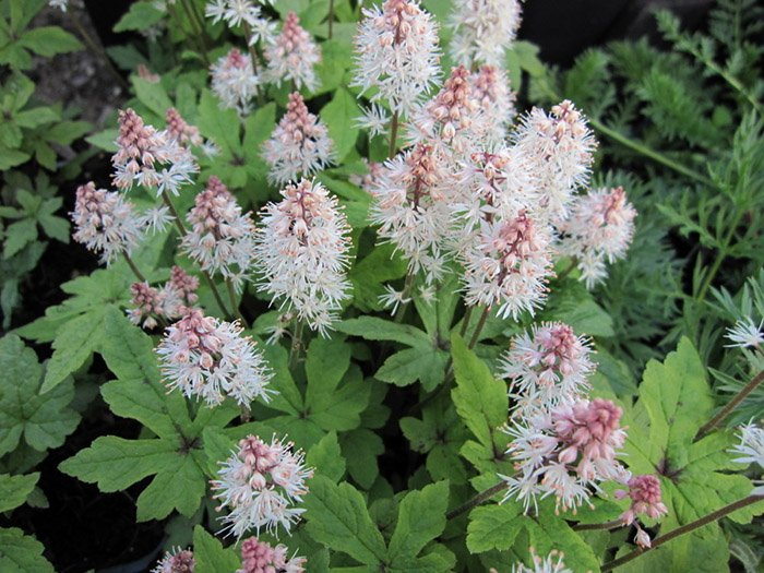 Превью изображения