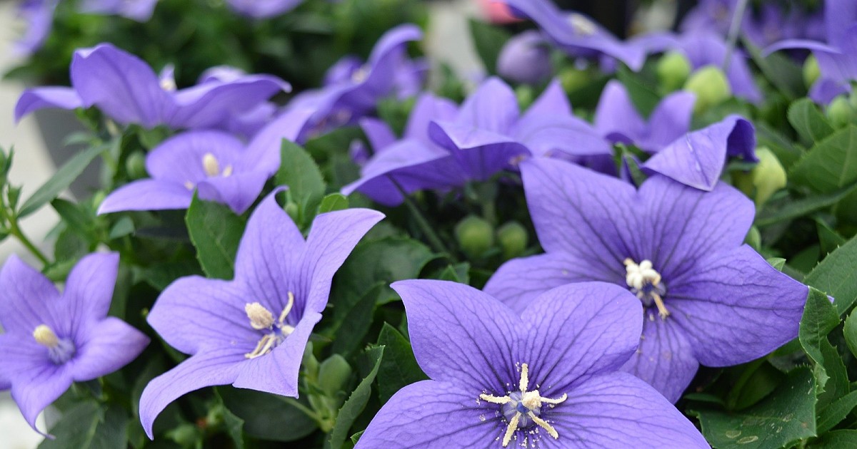 Превью изображения