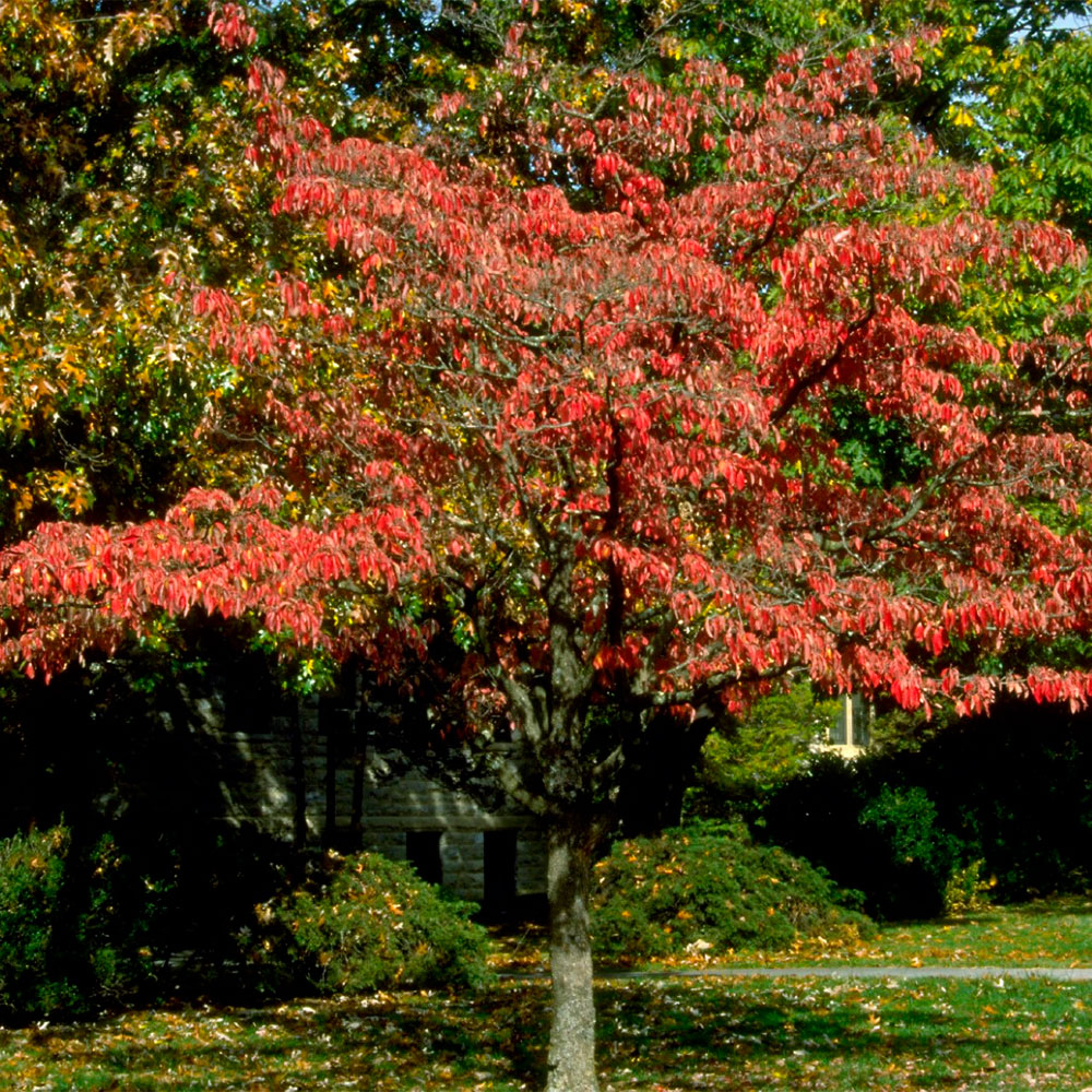 Превью изображения