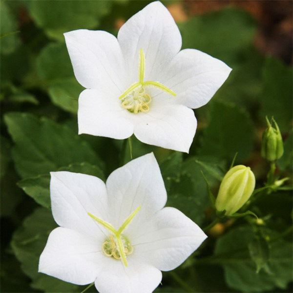 Превью изображения