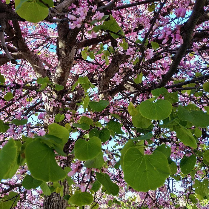 Превью изображения