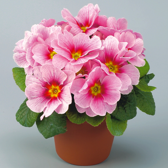 Превью изображения