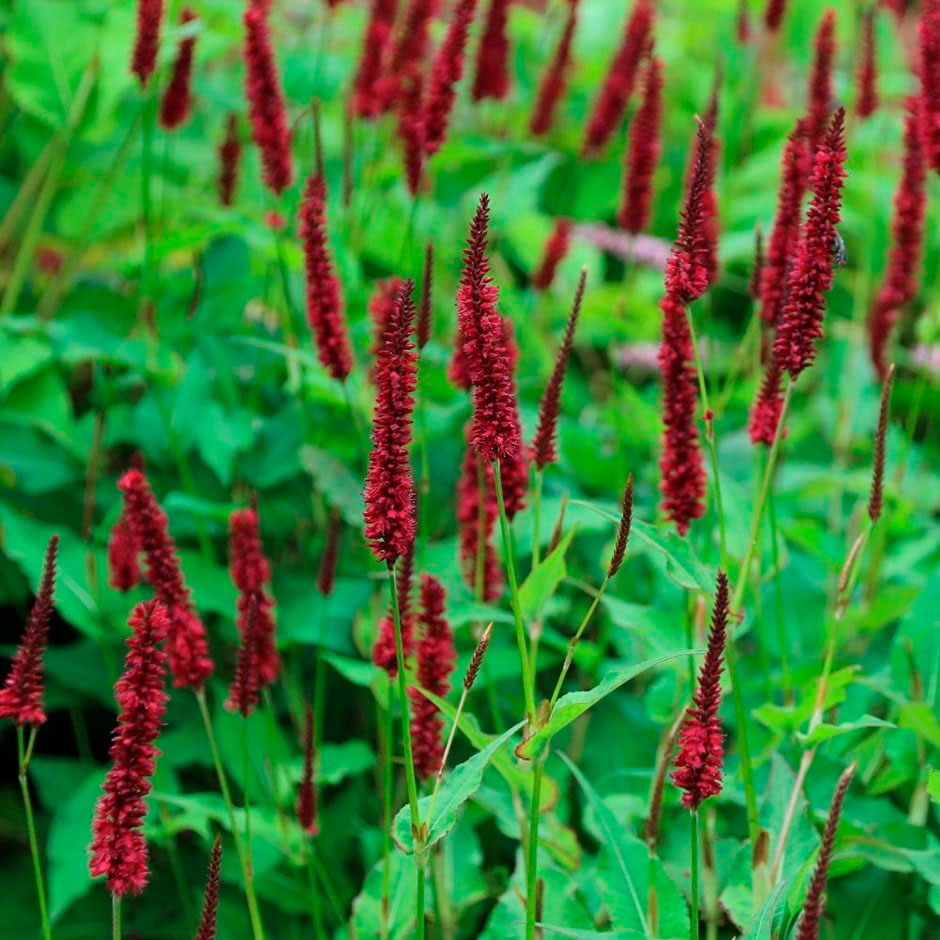 Превью изображения