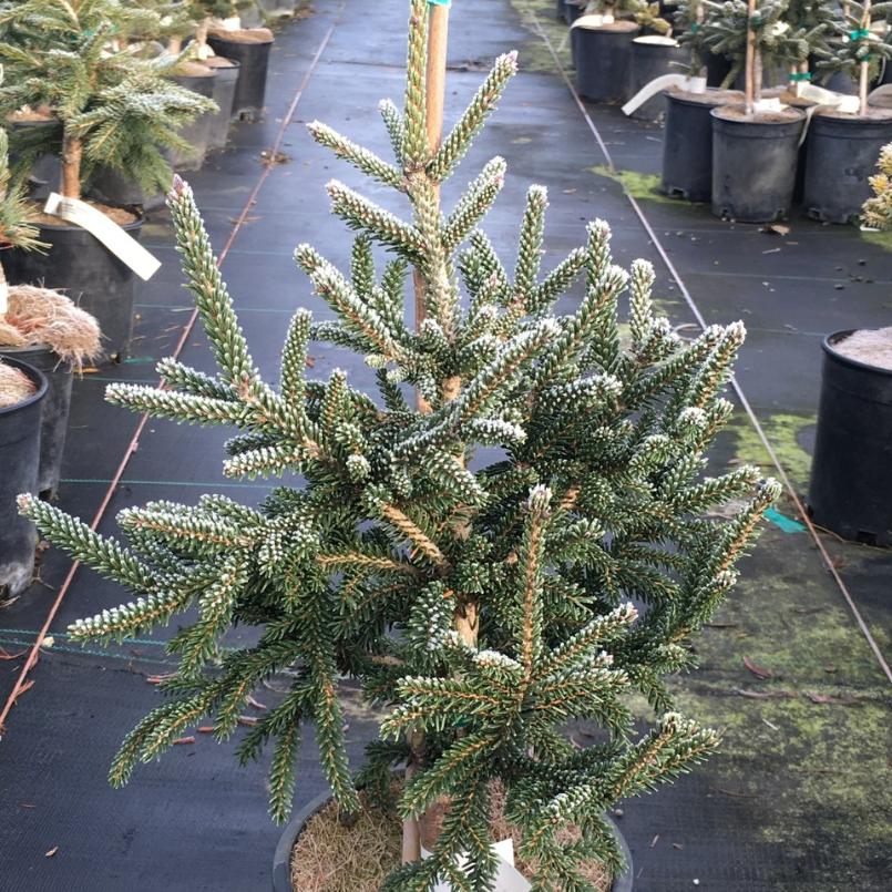 Превью изображения