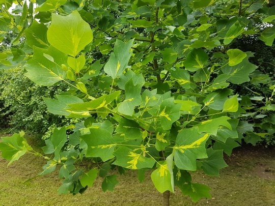 Превью изображения