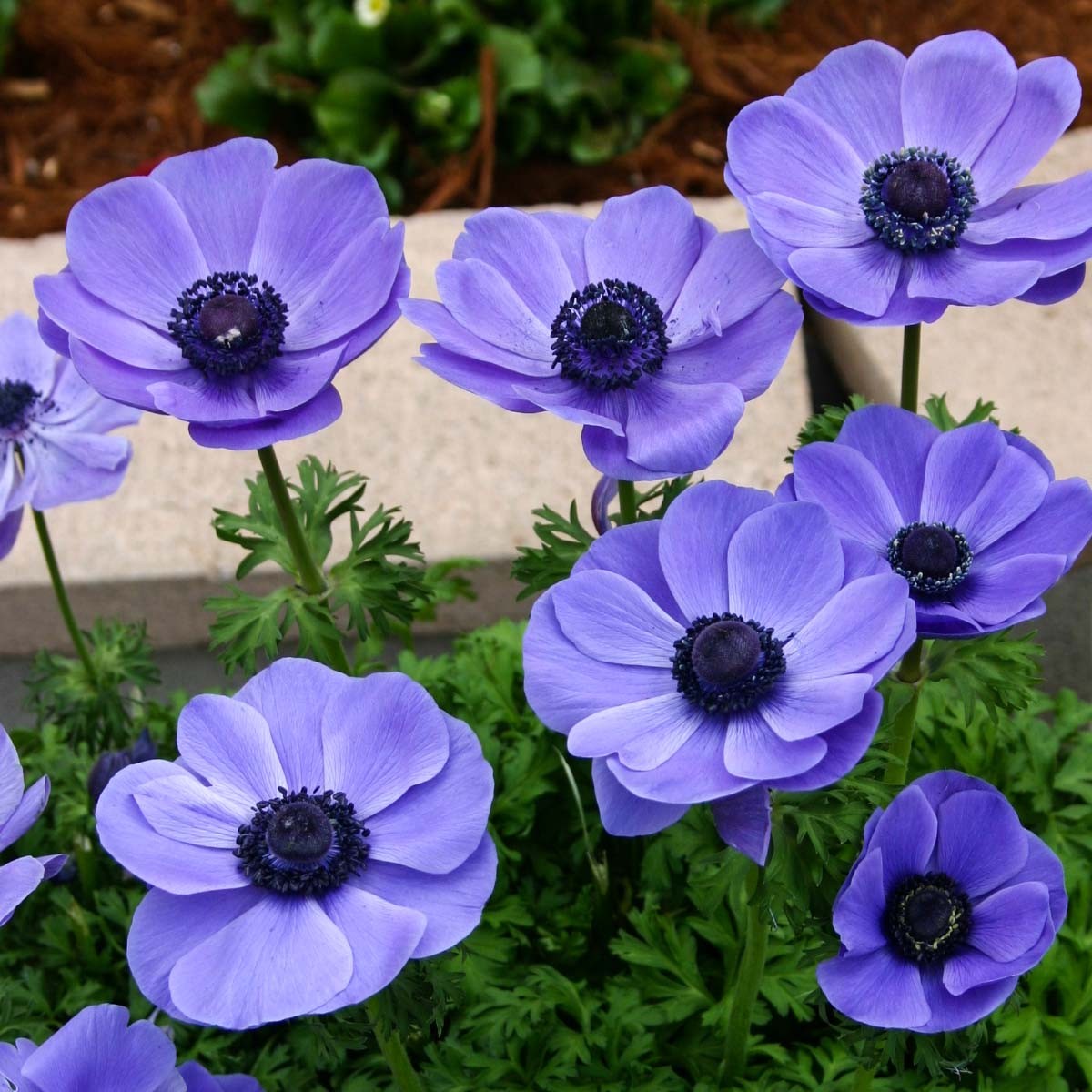 Превью изображения