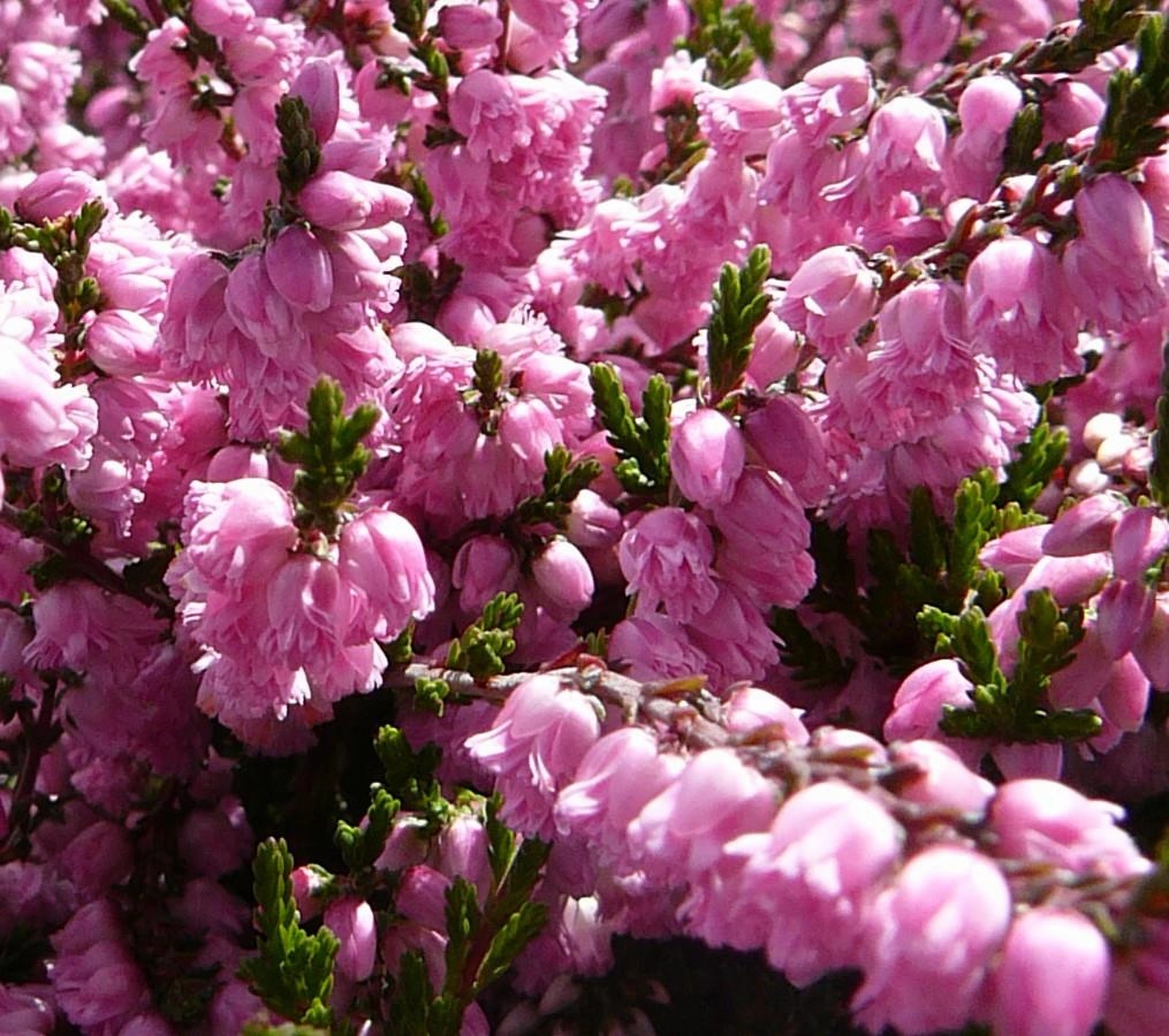 Превью изображения