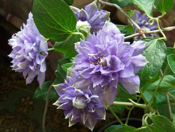 Превью изображения