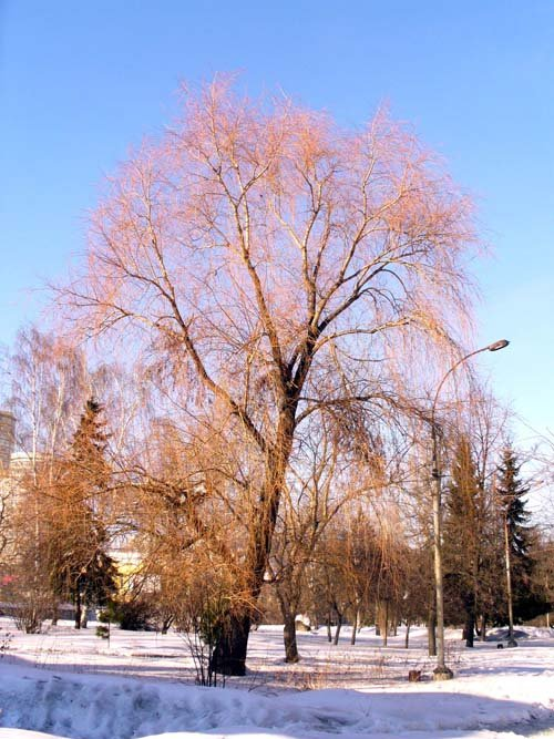 Превью изображения