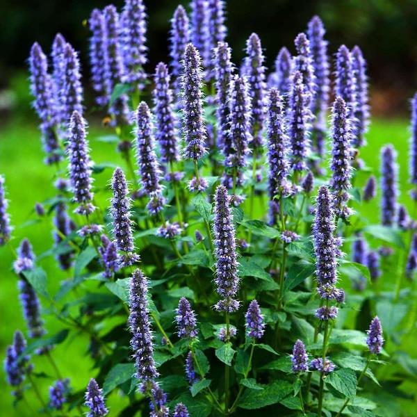 Превью изображения