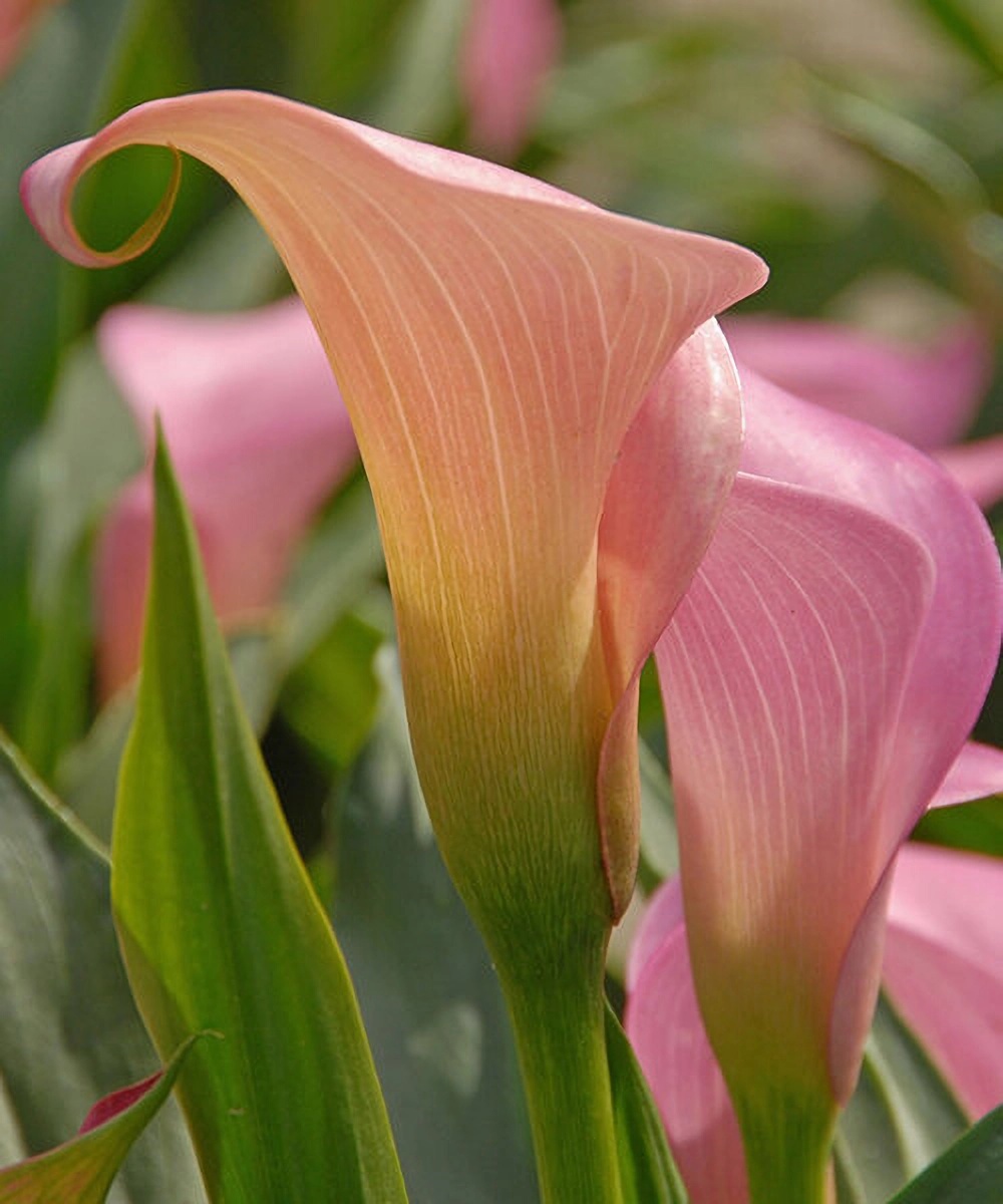 Превью изображения