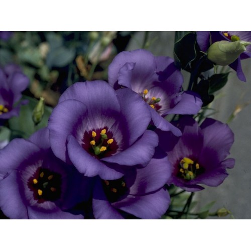 Превью изображения