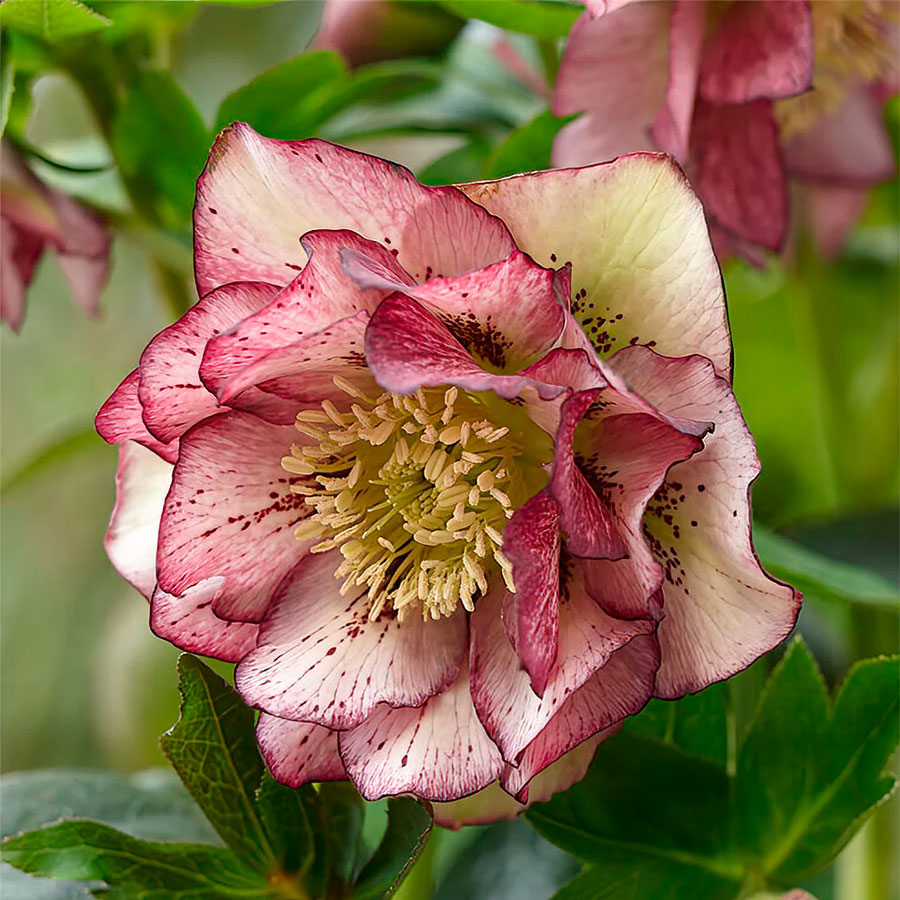 Превью изображения