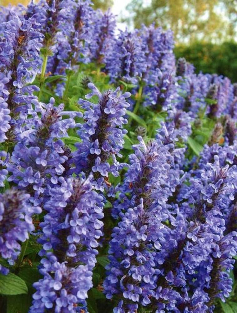 Превью изображения