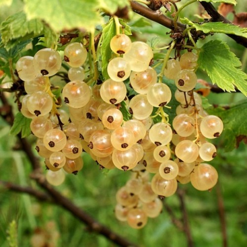 Превью изображения